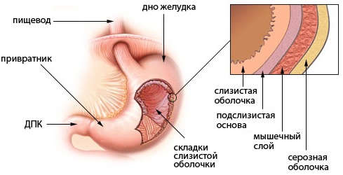 Желудочно-кишечный тракт (ЖКТ) человека. Анатомия, строение, заболевания, симптомы, лечение