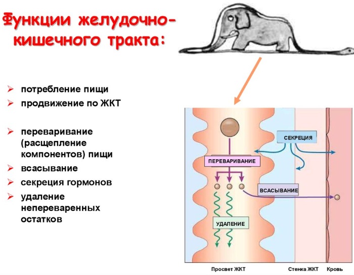 Желудочно-кишечный тракт (ЖКТ) человека. Анатомия, строение, заболевания, симптомы, лечение