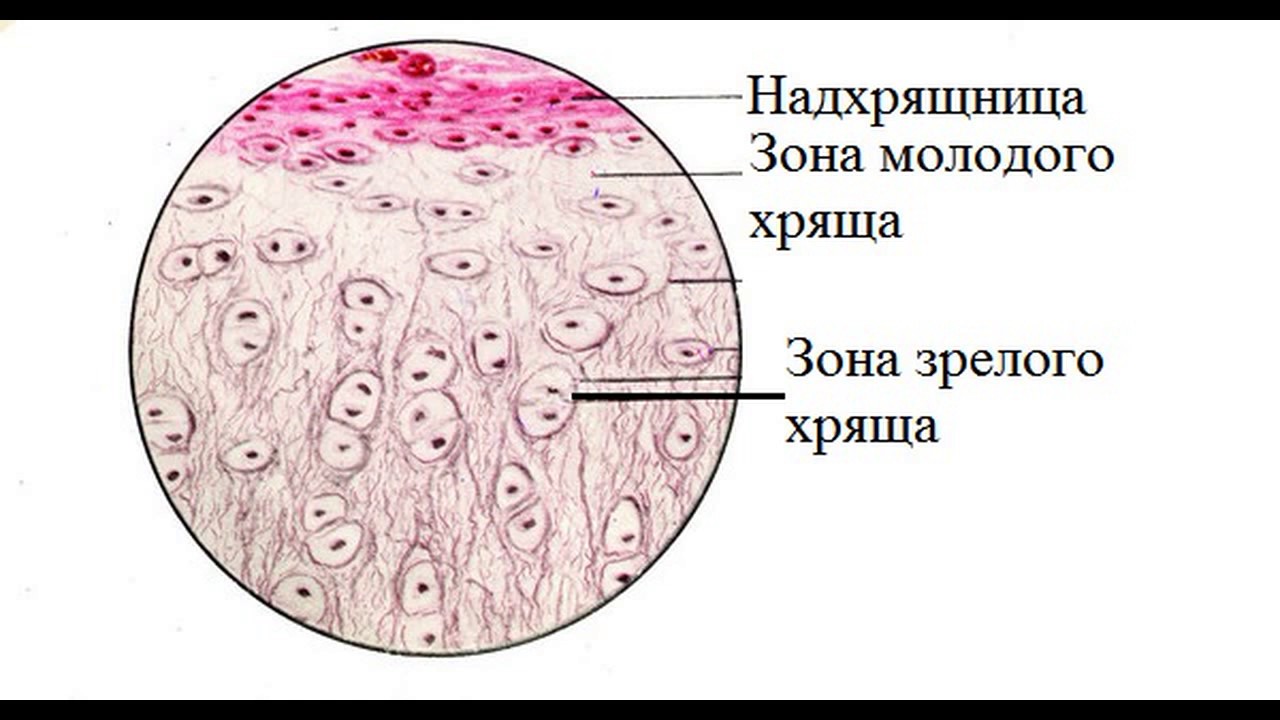 Гиалиновый хрящ рисунок