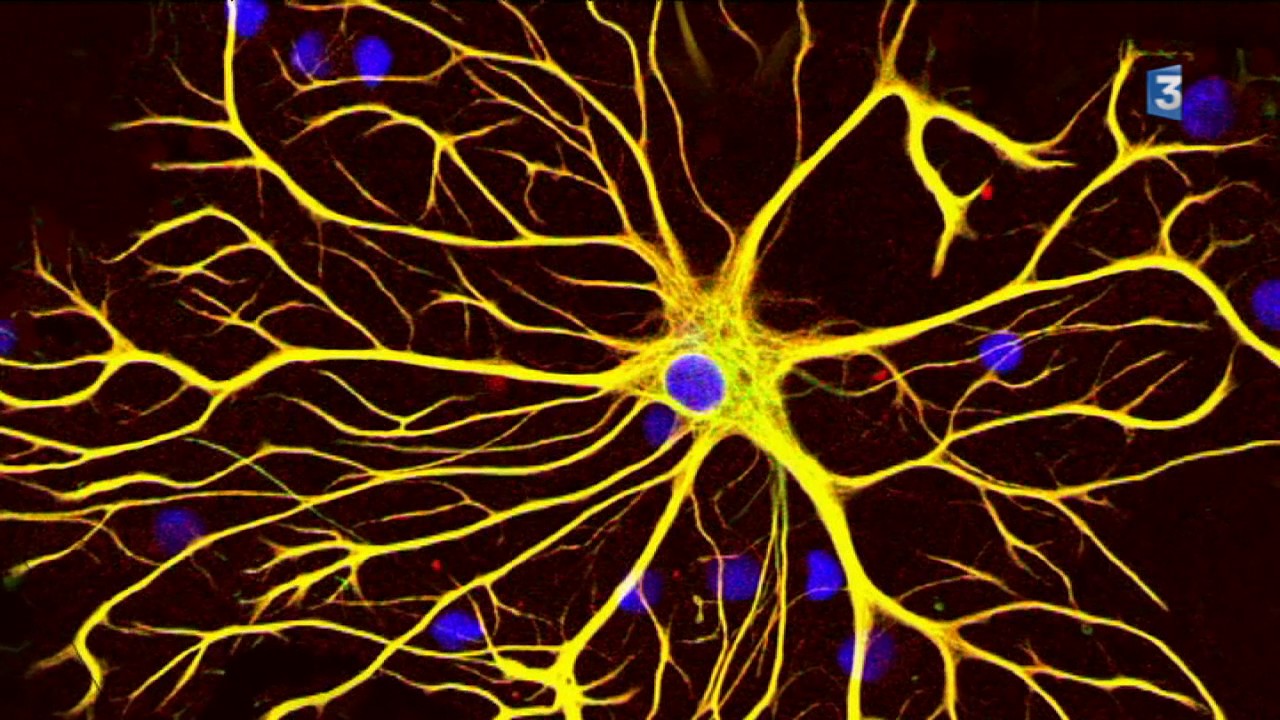 Скорость нейронов в мозге. Нейроны Пуркинье. Клетки Пуркинье микроскопия. Нейроны фон Экономо. Последняя нервная клетка.
