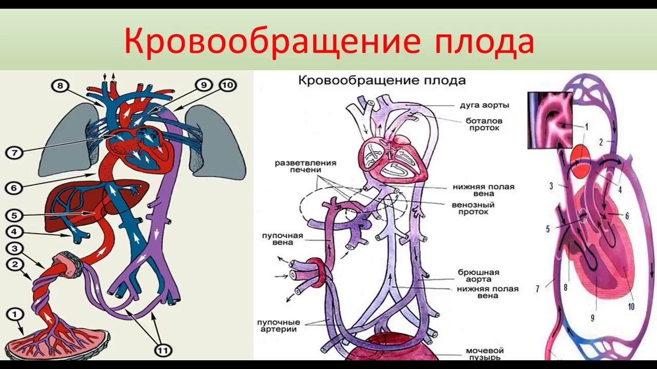 Плацентарный круг кровообращения. Схема строения круга кровообращения плода. Плацентарный круг кровообращения схема. Фетальный круг кровообращения схема. Плацентарное кровообращение плода схема.
