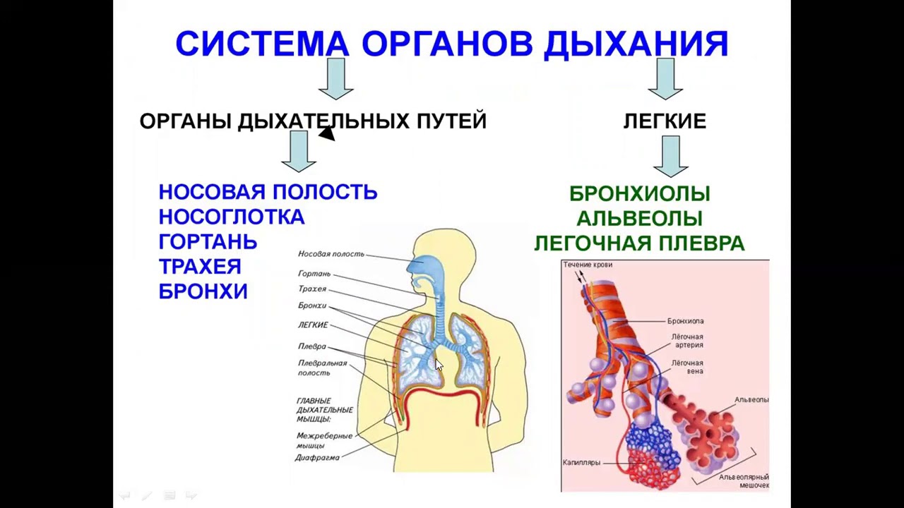 Последовательность процессов дыхательных движений у млекопитающих. Отделы дыхательной системы схема. Трахея бронхи бронхиолы. Строение дыхательной системы человека. Система органов дыхания человека схема.