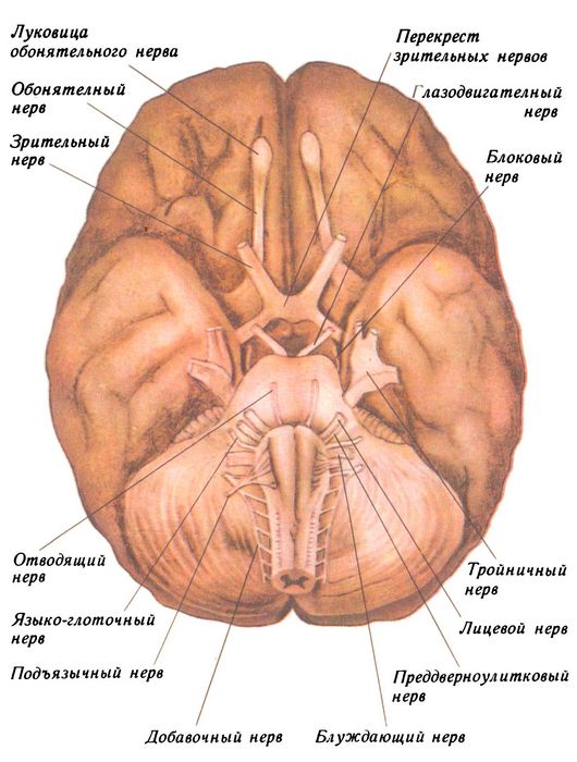 Место выхода нерва из мозга. 12 Пар черепно мозговых нервов схема. 12 Пары черепных нервов анатомия. Топография 12 пар черепных нервов. 12 Пар черепно мозговых нервов анатомия.