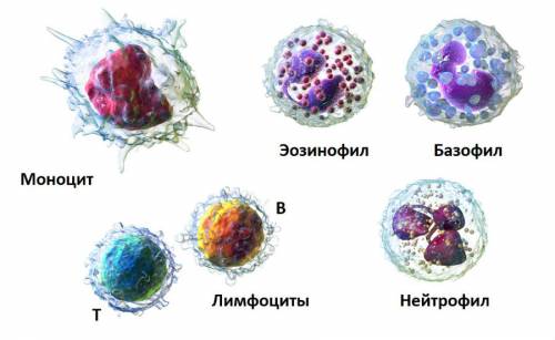 Лейкоциты