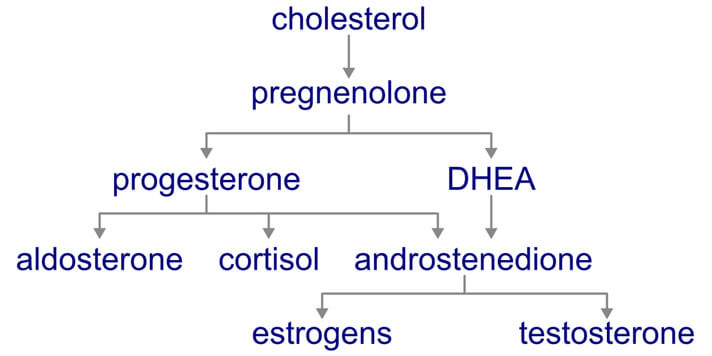 steroid-cascade