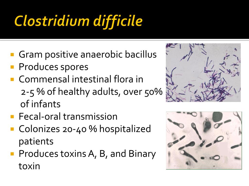 Токсин cl difficile. Клостридиум диффициле. Клостридия диффициле Clostridium. Clostridium difficile антибиотики. Clostridium difficile микробиология.
