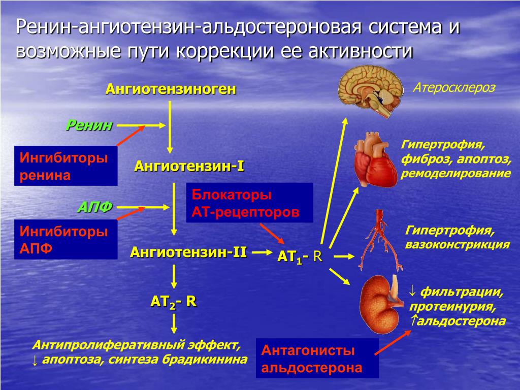 Адреналин кишечник. РААС при артериальной гипертензии. Регуляция ад ренин-ангиотензин-альдостероновой системы. Схема регуляции ад ренин-ангиотензин-альдостероновой системы. Ренин-ангиотензин-альдостероновая система (РААС).