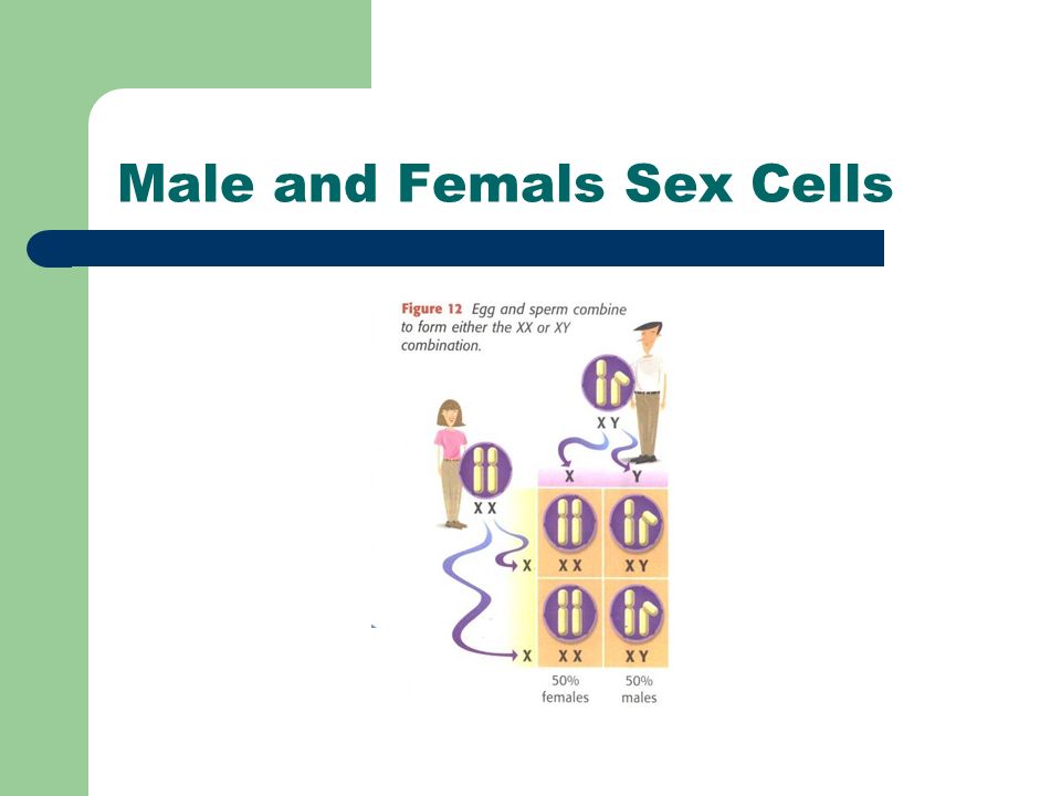 Male and Femals Sex Cells