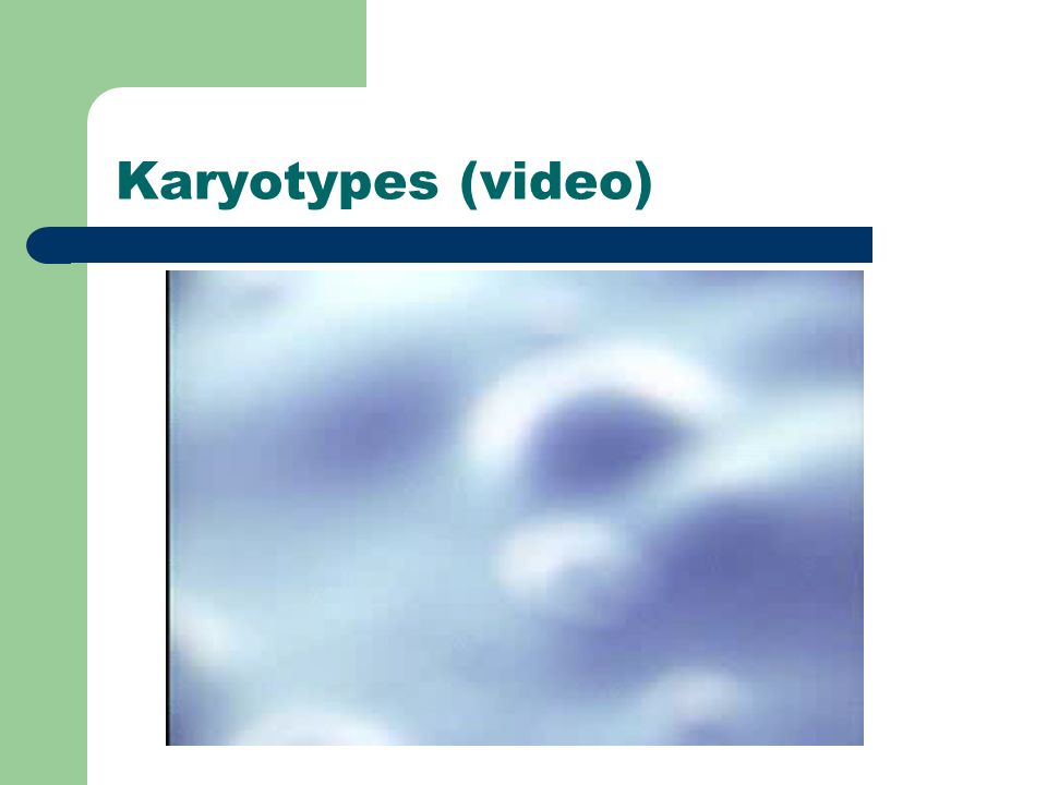 Karyotypes (video)