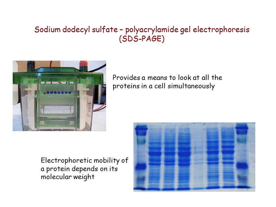 SDS Page электрофорез. Электрофорез белков в полиакриламидном геле. Electrophoresis of the Page'. Sodium dodecyl Sulfate.