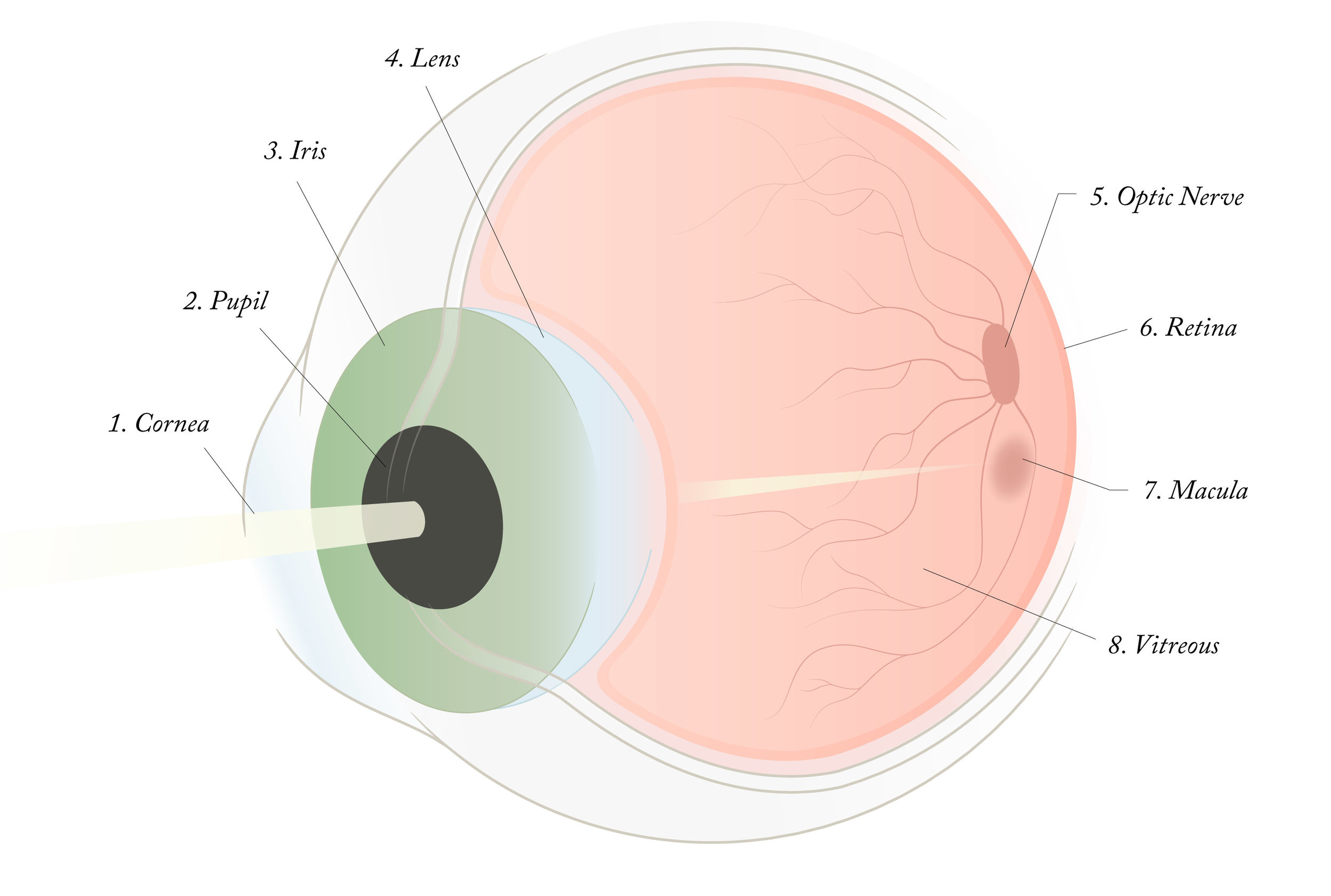 Анатомия хрусталика глаза