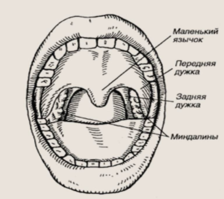 Задняя полость рта. Строение зева полости рта. Анатомия зева строение небных миндалин. Строение ротовой полости миндалины.