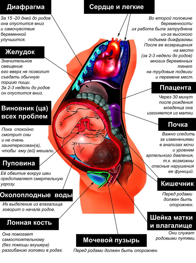 Органы женского рода. Расположение органов беременн. Строение органов беременной. Расположение органов при беременности. Расположение внутренних органов у беременной.