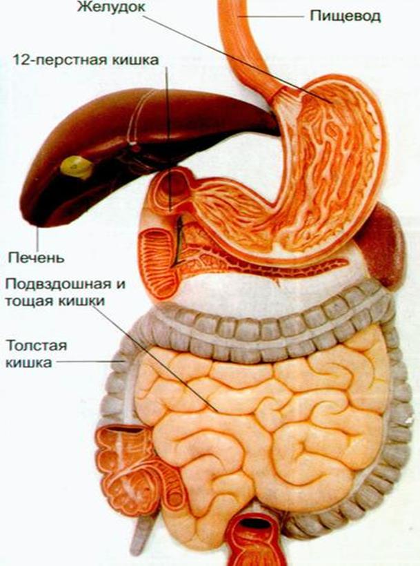 Пищевод печень толстая. Строение желудка и кишечника. Печень и кишечник анатомия. Желудок и кишки строение. Желудок кишечник и печень анатомия.