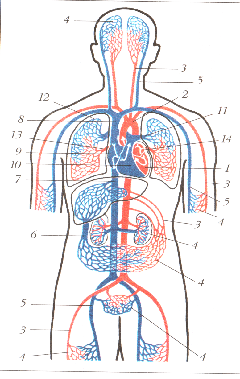 Рисунок кровообращения человека