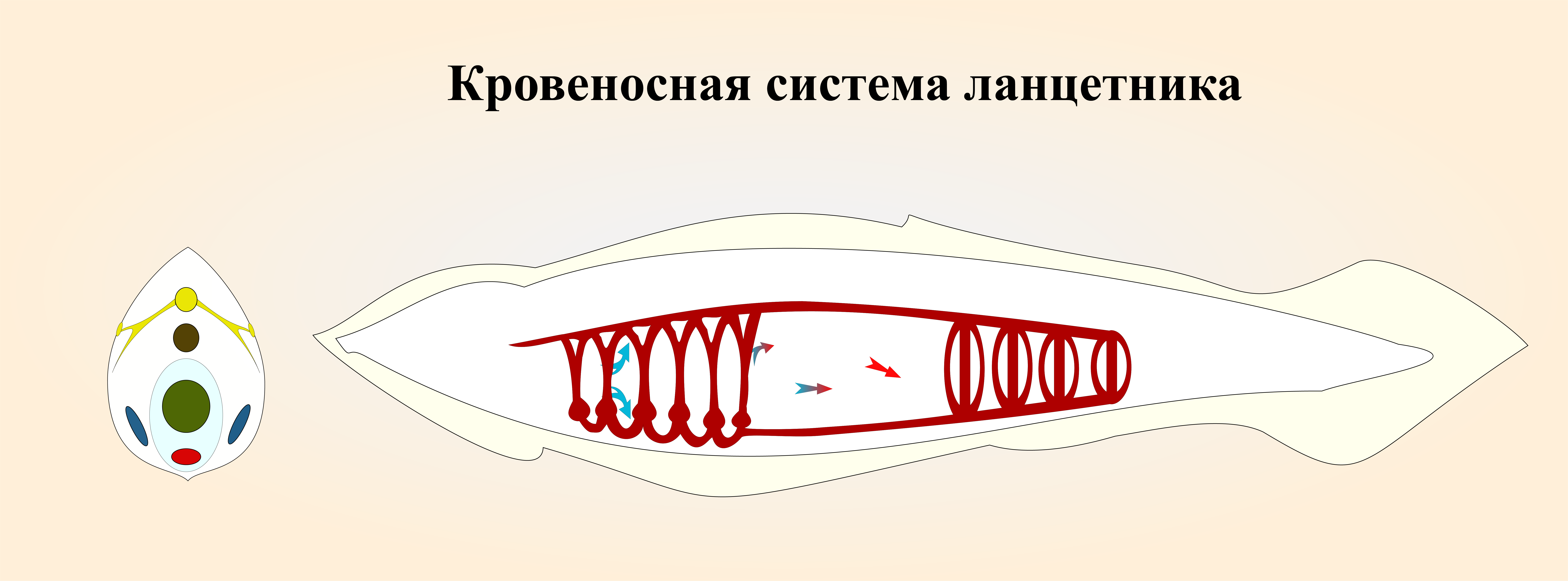 кровеносная система ланцетника