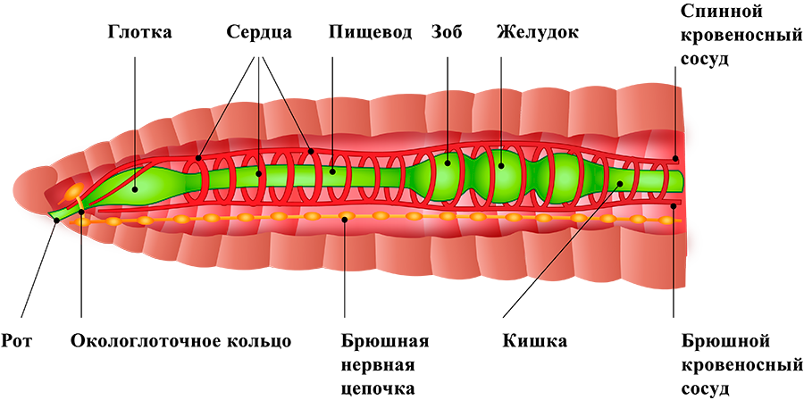 кольчатый червь