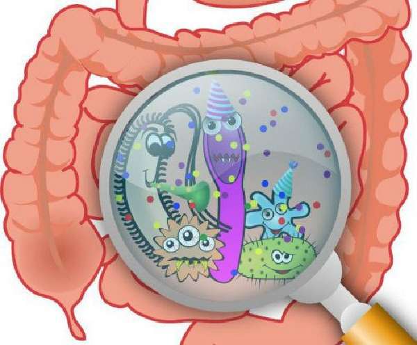 Бактерии в кишечнике