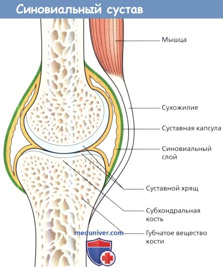 Хрящ это. Строение синовиального сустава. Строение суставной капсулы. Строение суставного хряща. Суставной хрящ и суставная капсула.