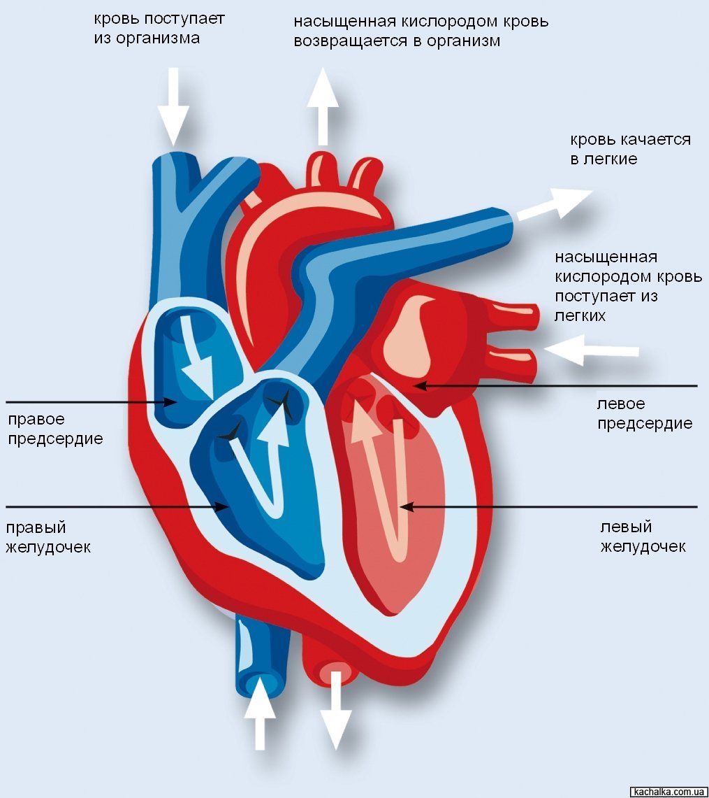 Основная цель проведения наружного массажа сердца заключается в регулярном сдавливании органа для перемещения крови между его камерами