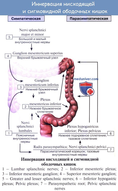 Нисходящая ободочная кишка. Иннервация Толстого кишечника схема. Кровоснабжение червеобразного отростка схема. Иннервация нисходящей ободочной кишки. Иннервация отделов толстой кишки.