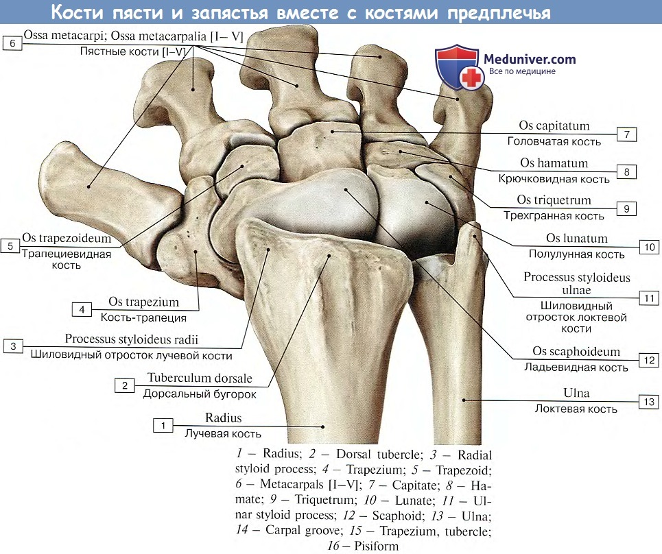 Где найти кости. Кости запястья анатомия на латыни. Ладьевидная кость кисти латынь. Кости кисти на латыни. Кости кисти анатомия латынь.