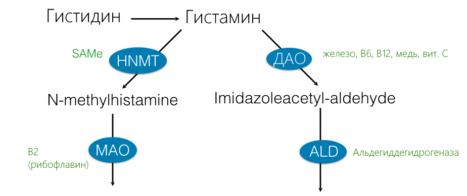Расщепление гистамина-ДАО-МАО-HNMT-альдегид