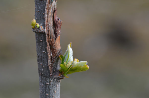 A bud graft