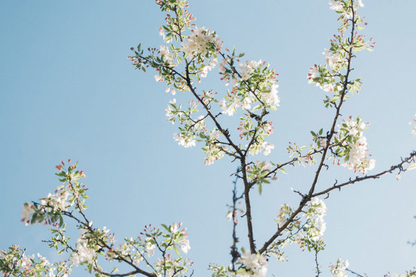 Young fruit tree branches