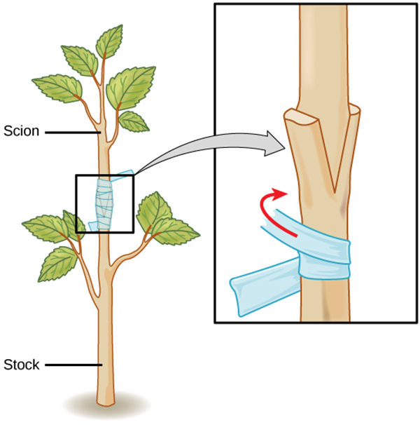 Grafting illustration