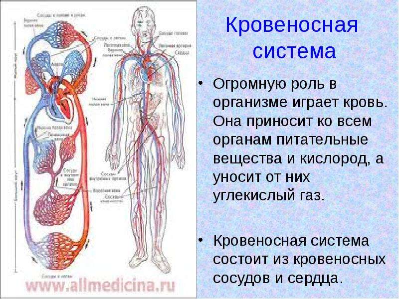 Кровеносная система человека доставляет лекарственные впр. Кровеносносная система. Кровеносная система. Кровеносная система организма человека. Кровеносная система кровь.
