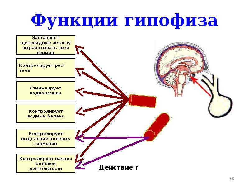 Какой гормон головной мозг. Функции гипофиза 8 класс. Гипофиз место расположения строение и функции гормоны. Гормоны регулирующие функции гипофиза. Функции гипофиза головного мозга человека кратко.