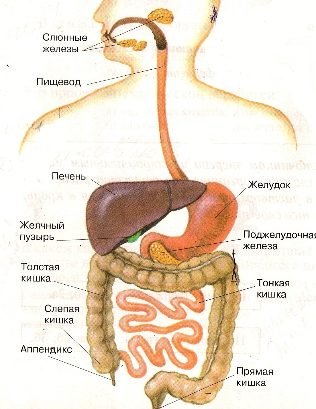 Система органов пищеварения пищеварительный канал рис 91