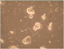 Mouse muscle homogenized with the CryoGrinder