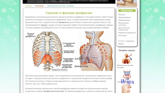 Где находится диафрагма у человека фото симптомы и лечение