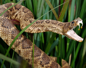 Возможные последствия укуса гремучей змеи