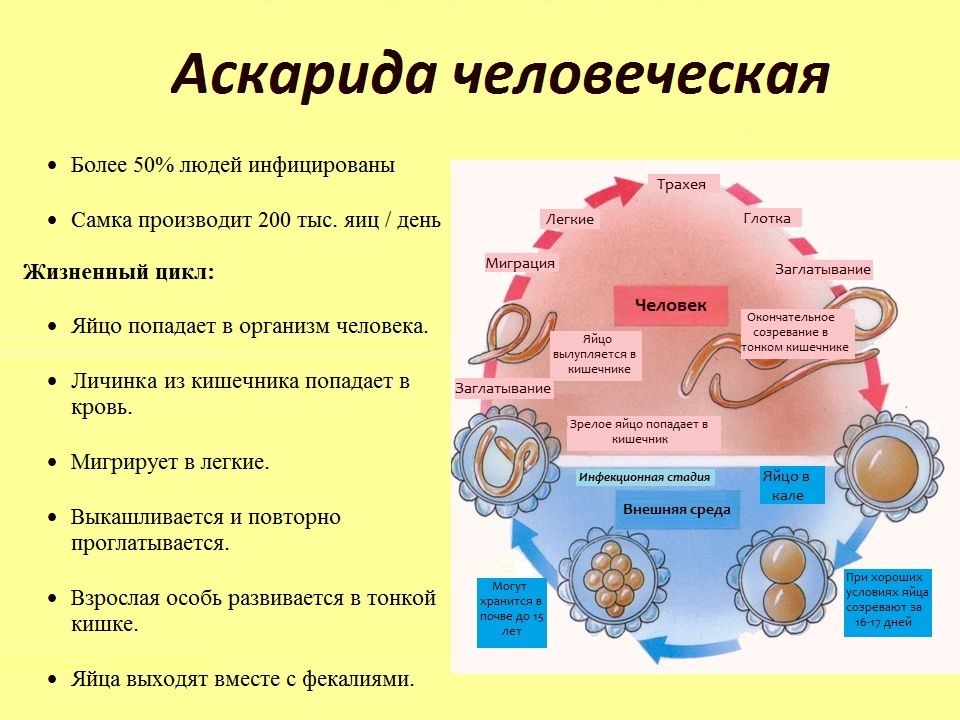 Описание паразита