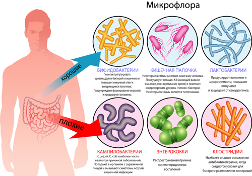 Микрофлора