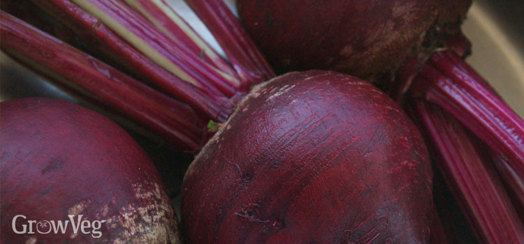 Beets in the kitchen