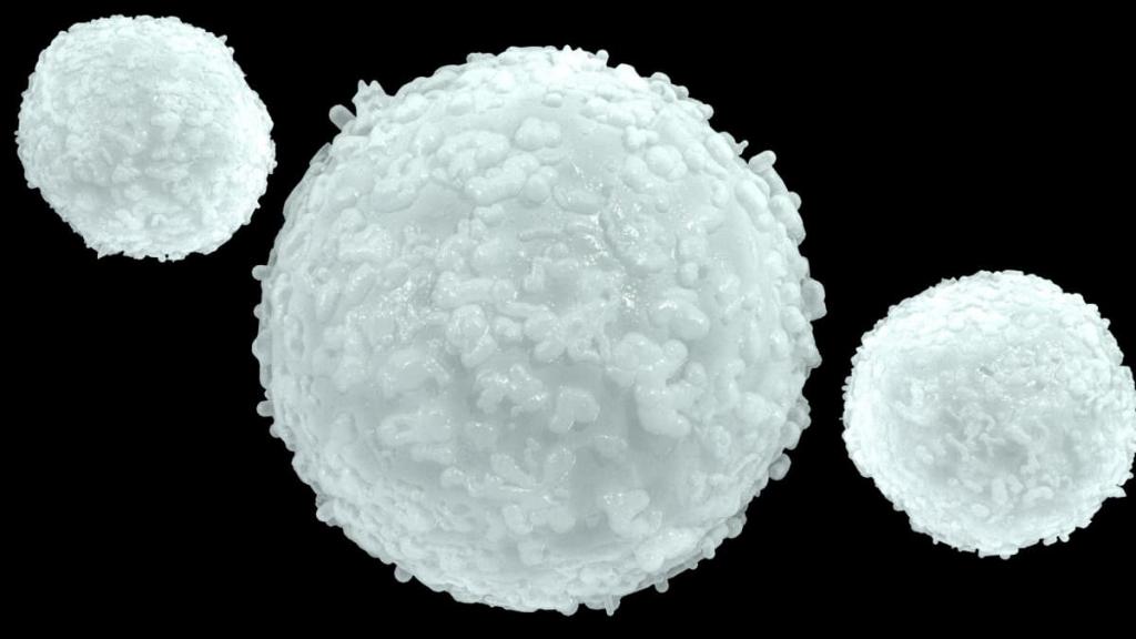 Белые клетки крови (лейкоциты)