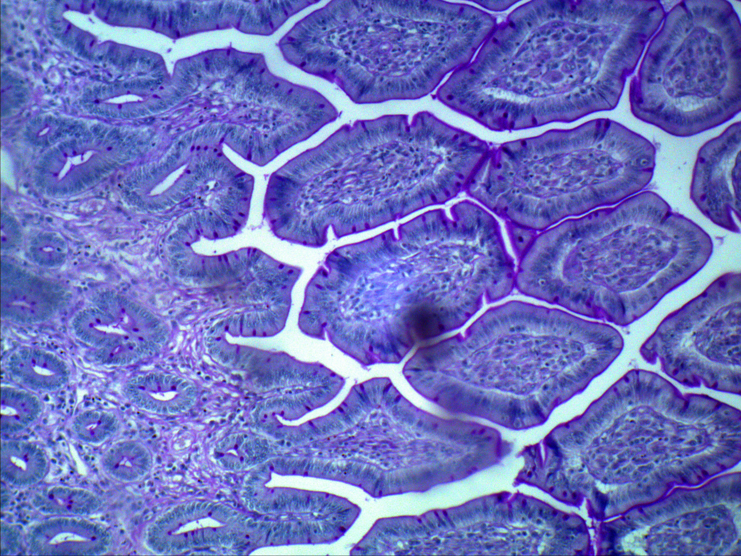 Клетки покрыты плотной. Клетка в микроскопе. Клетки организма под микроскопом. Клетка человека под микроскопом. Здоровые клетки под микроскопом.
