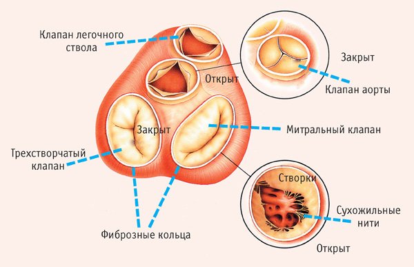 Структура клапанов