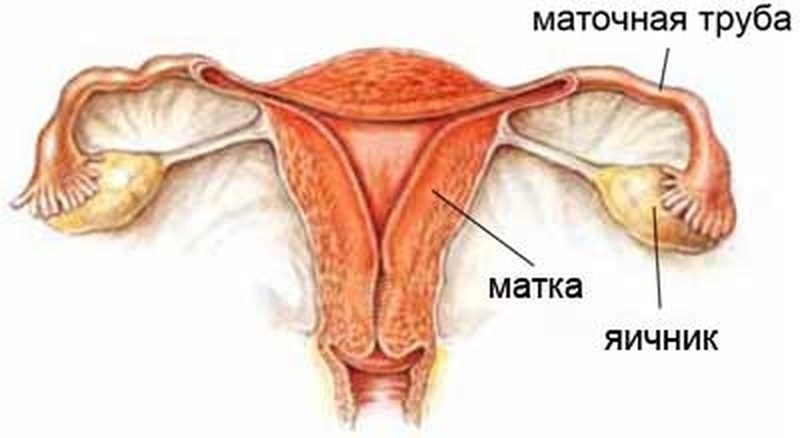 Фото:В чем заключается работа яичников