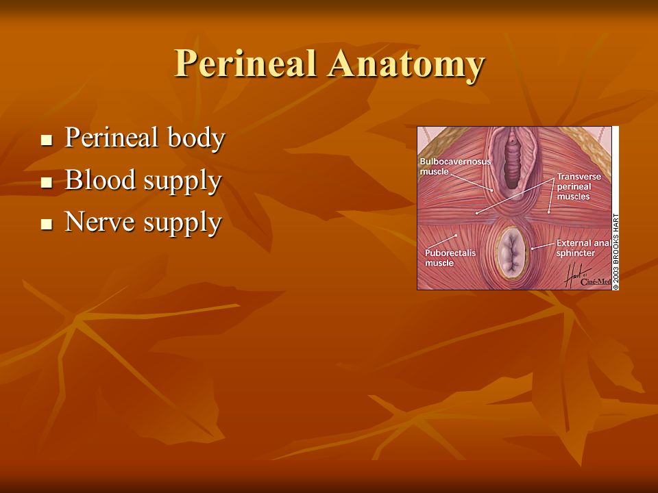 Perineal Anatomy Perineal body Blood supply Nerve supply