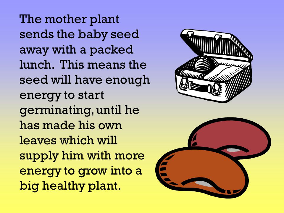 The mother plant sends the baby seed away with a packed lunch
