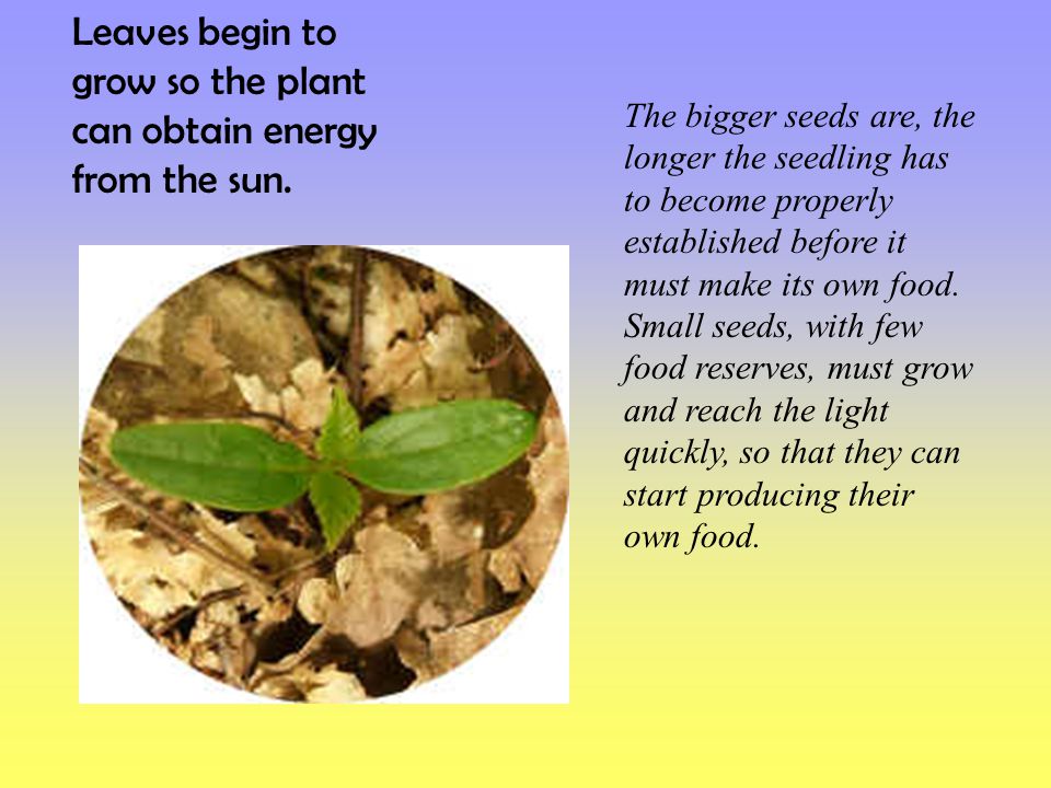Leaves begin to grow so the plant can obtain energy from the sun.