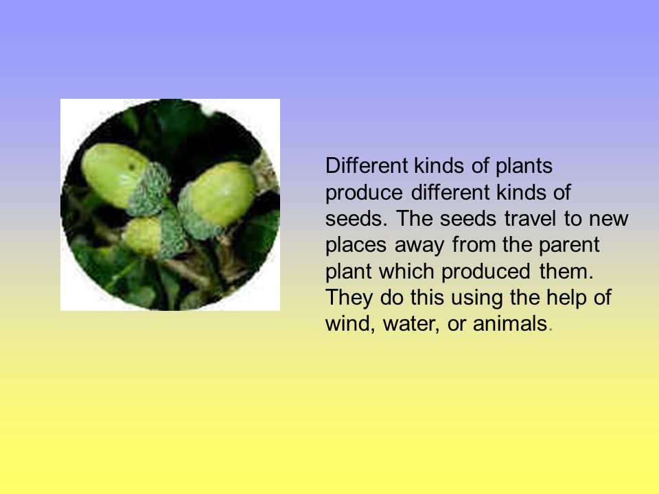 Different kinds of plants produce different kinds of seeds