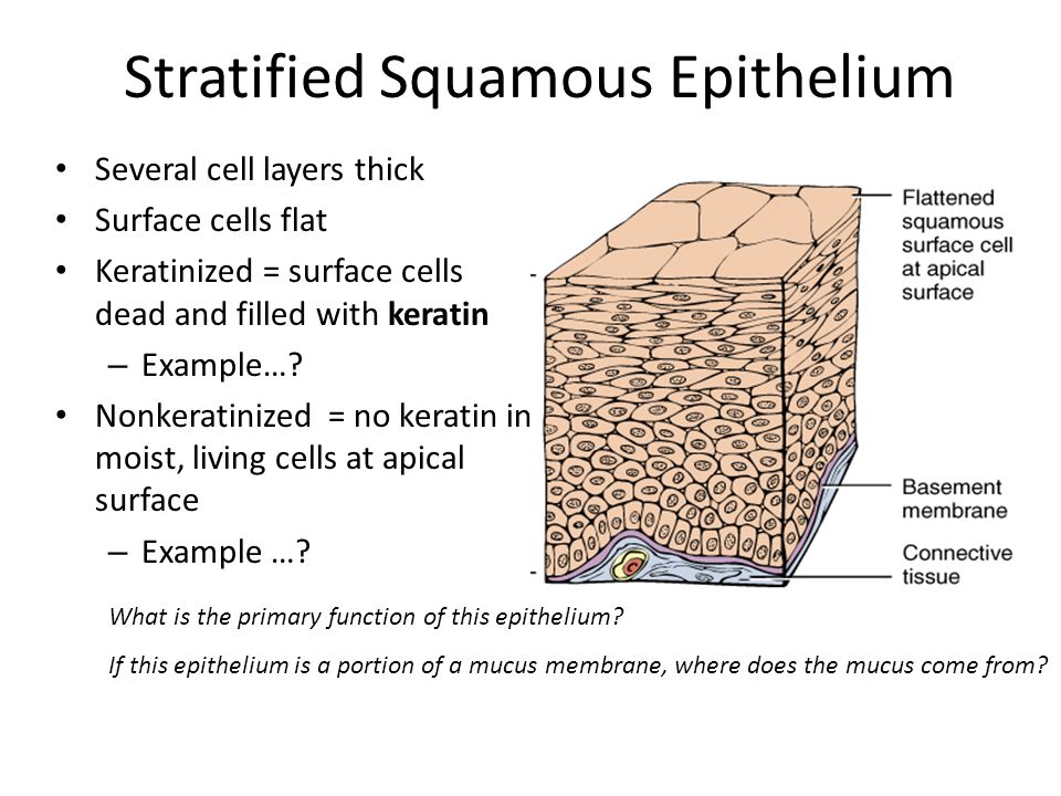 Stratified Squamous Epithelium