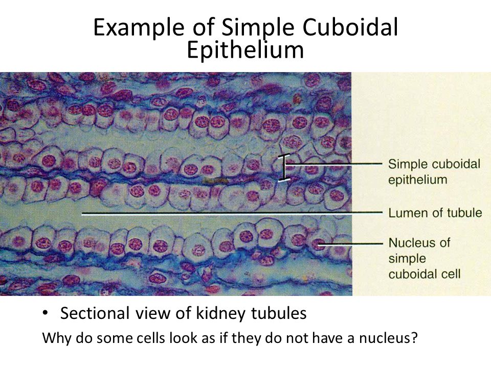 Example of Simple Cuboidal Epithelium