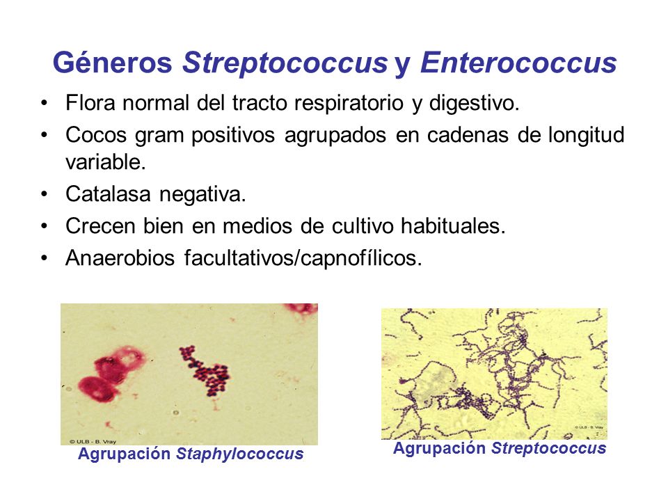 Стрептококки вызывают. Стафилококки стрептококки энтерококки. Энтерококки заболевания. Стрептококки Streptococcus SPP..